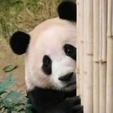 由 looooo.lo (刊登 ID 1384424721，圖片 1) 提交，位於 的 (類別：)，說明：。