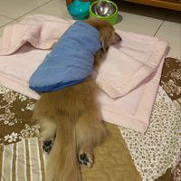 由 szu10248810803 (刊登 ID 1381005803，圖片 1) 提交，位於 的 (類別：)，說明：。