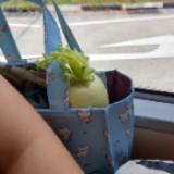 (Category: ) located in . Submitted by aesric (Listing ID 1378983419, Image 1). Description: .