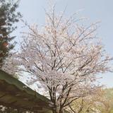 (Category: ) located in . Submitted by ja.jy (Listing ID 1358365558, Image 1). Description: .
