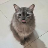 (Category: ) located in . Submitted by justanothercatlady (Listing ID 1461640472, Image 1). Description: .