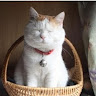 (分類:)位於 。 由 vvianmiao48437 提交(商品編號 1397006739,圖片 1)。簡介: 。