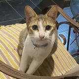 (Kategori: ) berada di . Dikirim oleh hazellcharman (ID iklan 1373640480, Gambar 1). Deskripsi: .
