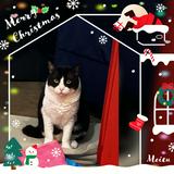 (Category: ) located in . Submitted by kitten.essential (Listing ID 1299655418, Image 1). Description: .