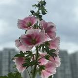 （分類：）位於 。 由 8899.hk 提交（商品編號 1315788645，圖片 1）。簡介： 。