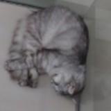 (Category: ) located in . Submitted by filfil29 (Listing ID 1303787426, Image 1). Description: .
