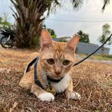 (Kategori: ) berada di . Dikirim oleh hazelly0 (ID iklan 1349716366, Gambar 1). Deskripsi: .