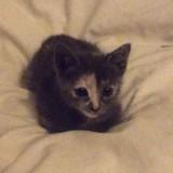 (Category: ) located in . Submitted by imaclover (Listing ID 1339291136, Image 1). Description: .