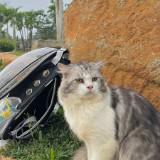(Kategori: ) berada di . Dikirim oleh regaal.addictkedua (ID iklan 1379282963, Gambar 1). Deskripsi: .