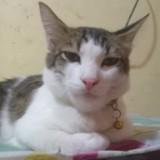 (Kategori: ) berada di . Dikirim oleh samyangori (ID iklan 1386030956, Gambar 1). Deskripsi: .