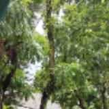 (Kategori: ) berada di . Dikirim oleh kmeuthia (ID iklan 1380223679, Gambar 1). Deskripsi: .