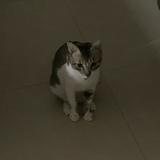 (Category: ) located in . Submitted by achiii15 (Listing ID 1453256561, Image 1). Description: .