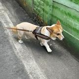 由 hsinyaaaaaaaa (刊登 ID 1339464211，圖片 1) 提交，位於 的 (類別：)，說明：。