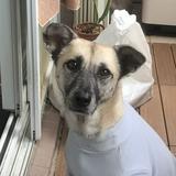 由 dobby.s.mommy (刊登 ID 1386043263，圖片 1) 提交，位於 的 (類別：)，說明：。