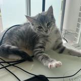 (Category: ) located in . Submitted by viet.dang1208 (Listing ID 1339592479, Image 1). Description: .
