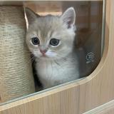 （分類：）位於 。 由 qw7dyrfbcj00481 提交（商品編號 1339855459，圖片 1）。簡介： 。