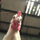 由 rvcsvqd8p498267 (刊登 ID 1466288920,圖片 1) 提交,位於 的 (類別:),說明:。