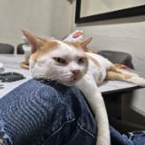 (Category: ) located in . Submitted by calico_leo (Listing ID 1350936774, Image 1). Description: .