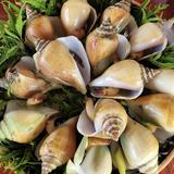 （分類：）位於 。 由 mastershellllll 提交（商品編號 1379481469，圖片 1）。簡介： 。