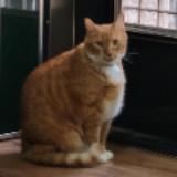 由 quokka_hjs (刊登 ID 1385250874，圖片 1) 提交，位於 的 (類別：)，說明：。