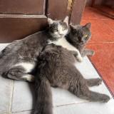 (Kategori: ) berada di . Dikirim oleh gia_preloved (ID iklan 1386146402, Gambar 1). Deskripsi: .