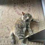 (Category: ) located in . Submitted by ariefpetra (Listing ID 1257475384, Image 1). Description: .