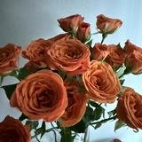 (Category: ) located in . Submitted by ehgisaranghye (Listing ID 1377771826, Image 1). Description: .