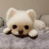 （分類：）位於 。 由 mookkcat 提交（商品編號 1346711842，圖片 1）。簡介： 。