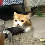(Category: ) located in . Submitted by a.nsyaz (Listing ID 1378604378, Image 1). Description: .