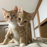 (Category: ) located in . Submitted by adhadh (Listing ID 1382088131, Image 1). Description: .