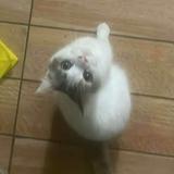 (Category: ) located in . Submitted by aringirl (Listing ID 1372963763, Image 1). Description: .