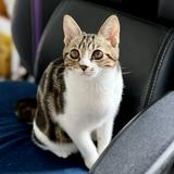 （分類：）位於 。 由 mmmkkk. 提交（商品編號 1385766501，圖片 1）。簡介： 。
