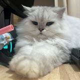 (分類:)位於 。 由 sellticket_1255 提交(商品編號 1461621390,圖片 1)。簡介: 。