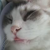 (Category: ) located in . Submitted by _fluffy (Listing ID 1333537900, Image 1). Description: .