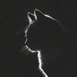 （分類：）位於 。 由 no_regrets_ 提交（商品編號 1350818941，圖片 1）。簡介： 。