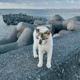 （分類：）位於 。 由 sojourn.pedia 提交（商品編號 1378576995，圖片 1）。簡介： 。