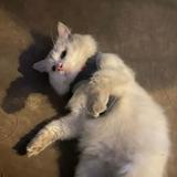 (Kategori: ) berada di . Dikirim oleh snowhite777 (ID iklan 1386758424, Gambar 1). Deskripsi: .