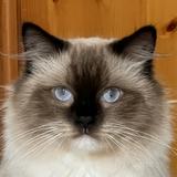 由 badcattt (刊登 ID 1341832170，圖片 1) 提交，位於 的 (類別：)，說明：。