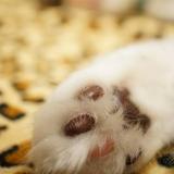 由 coffeecat_0801 (刊登 ID 1380960893，圖片 1) 提交，位於 的 (類別：)，說明：。