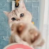 由 kittyroom (刊登 ID 1382392344，圖片 1) 提交，位於 的 (類別：)，說明：。