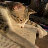 由 lzzzzo (刊登 ID 1342114724，圖片 1) 提交，位於 的 (類別：)，說明：。