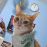 (分類:)位於 。 由 4360134576289 提交(商品編號 1452165858,圖片 1)。簡介: 。