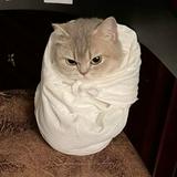 (Category: ) located in . Submitted by catsparkless (Listing ID 1380003354, Image 1). Description: .