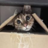 (Category: ) located in . Submitted by drtylprd (Listing ID 1262131874, Image 1). Description: .