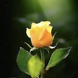 (Kategori: ) berada di . Dikirim oleh yellovvrose (ID iklan 1374148333, Gambar 1). Deskripsi: .