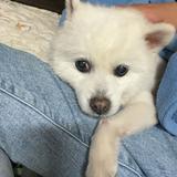 由 zoeyyyyyyyyyy (刊登 ID 1381373835，圖片 1) 提交，位於 的 (類別：)，說明：。
