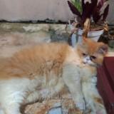 (Kategori: ) berada di . Dikirim oleh punyarara_ (ID iklan 1374033249, Gambar 1). Deskripsi: .