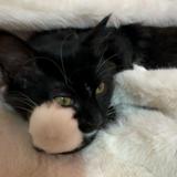 (分類:)位於 。 由 justforfunnines 提交(商品編號 1458016162,圖片 1)。簡介: 。