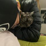 由 sheepyangg (刊登 ID 1340070789，圖片 1) 提交，位於 的 (類別：)，說明：。