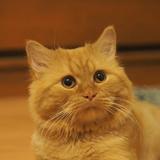 (Category: ) located in . Submitted by nikkittycat (Listing ID 1363252549, Image 1). Description: .